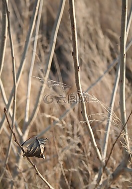 自然,秋,分支機構(gòu)