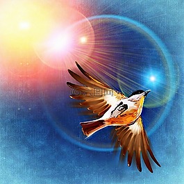 鳥,飛,太陽