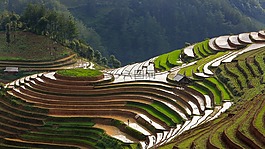 風景,露臺,農(nóng)場