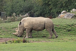 犀牛,動(dòng)物,動(dòng)物園