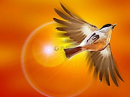 鳥,飛,太陽