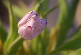 郁金香,開花,春天