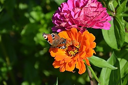 鮮花,蝴蝶,性質(zhì)