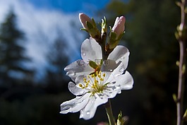杏仁樹,花,春