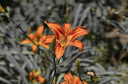 花,植物區(qū)系,自然