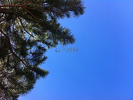 天空,性質(zhì),樹