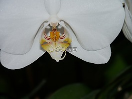 蘭花,白,開花