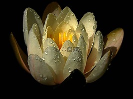 睡蓮,獨(dú)獨(dú)黃,水生植物