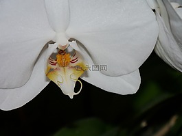 蘭花,白,開花
