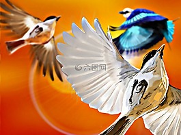 鳥類,飛,太陽(yáng)