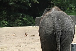 象,動物,臀部