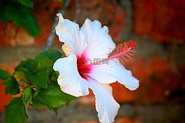 芙蓉,白,開花
