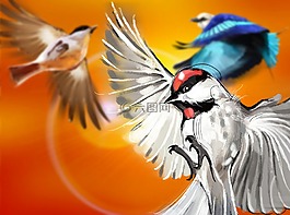 鳥類,飛,太陽(yáng)