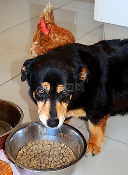 狗,雞,動物