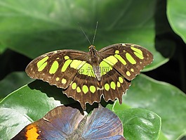 蝴蝶,昆蟲