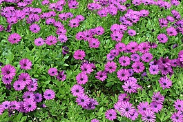 紫色,鮮花,花園