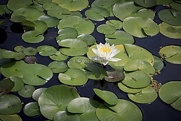 水百合,池,夏天