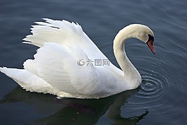 天鵝,水,白
