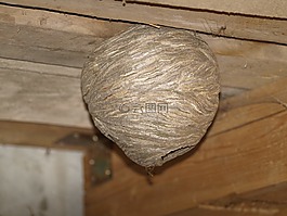 該配置單元,黃蜂,昆蟲