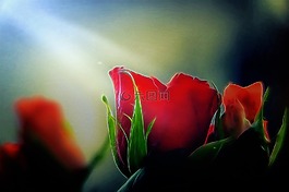 花,开花,幻想