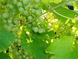 葡萄,秋季,藤