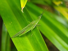 蚱蜢,綠色,葉