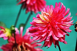 夏季,嬌琴紗,花