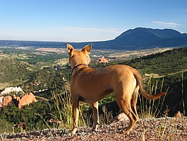 狗,山,vista