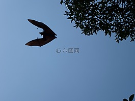 飛狗,斯里蘭卡,飛