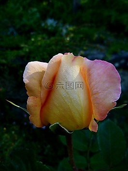 鮮花,粉色,花