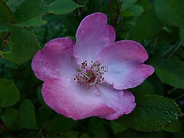 鮮花,粉色,宏