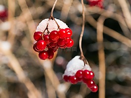 漿果,紅色,冬天