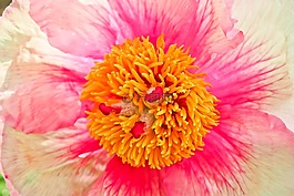 花,開花,性質