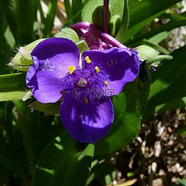 鮮花,性質(zhì),宏