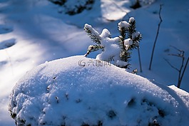 云杉,雪,冬天