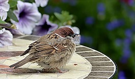 鳥,麻雀,斯珀林