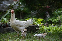 動物,雞,小雞