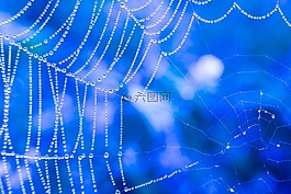 蜘蛛網(wǎng),滴,露水