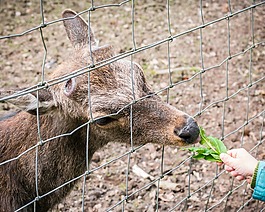 獐鹿,飼料,吃