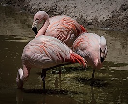 火烈鳥,粉紅色的火烈鳥,涉水鳥