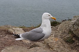 海鷗,鳥,愛爾蘭