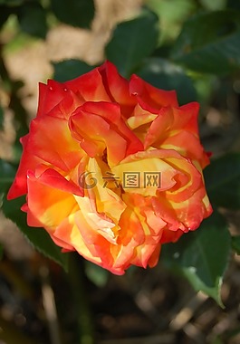 玫瑰,玫瑰花,玫瑰園