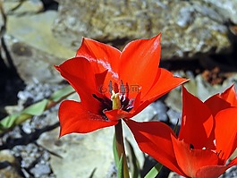 郁金香,開花,春天