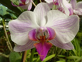 蘭花,廠,花