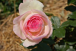 玫瑰,玫瑰花,玫瑰園