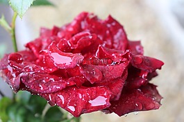 花,玫瑰,雨