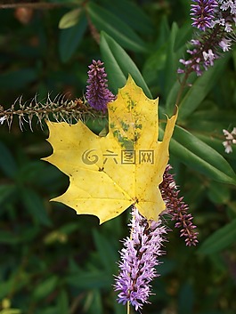 葉,秋,花