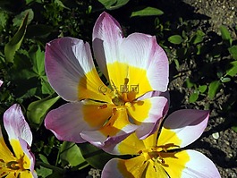 郁金香,開花,春天