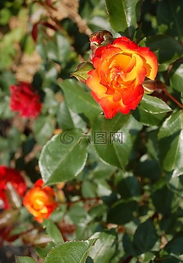 玫瑰,玫瑰花,玫瑰園