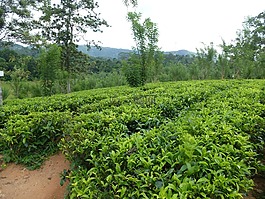 t恤,茶園,斯里蘭卡